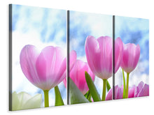 Laden Sie das Bild in den Galerie-Viewer, Leinwandbild 3-teilig Tulpen in der Natur