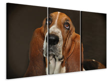 Laden Sie das Bild in den Galerie-Viewer, Leinwandbild 3-teilig Typisch Basset