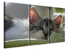 Laden Sie das Bild in den Galerie-Viewer, Leinwandbild 3-teilig Verliebt in Kitten