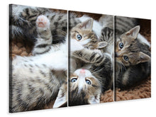 Laden Sie das Bild in den Galerie-Viewer, Leinwandbild 3-teilig Viele Katzenbabys