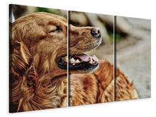 Laden Sie das Bild in den Galerie-Viewer, Leinwandbild 3-teilig Wachsamer Irish Setter
