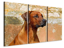 Laden Sie das Bild in den Galerie-Viewer, Leinwandbild 3-teilig Wachsamer Rhodesian Ridgeback