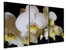Laden Sie das Bild in den Galerie-Viewer, Leinwandbild 3-teilig Weisse Orchideen in der Blüte