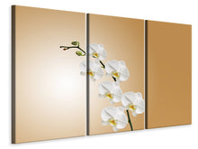 Laden Sie das Bild in den Galerie-Viewer, Leinwandbild 3-teilig Weisse Orchideen XL