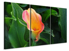 Laden Sie das Bild in den Galerie-Viewer, Leinwandbild 3-teilig Wilde Calla