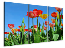 Laden Sie das Bild in den Galerie-Viewer, Leinwandbild 3-teilig Wilde Tulpen