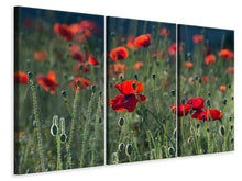 Laden Sie das Bild in den Galerie-Viewer, Leinwandbild 3-teilig Wilder Mohn