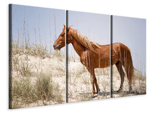 Laden Sie das Bild in den Galerie-Viewer, Leinwandbild 3-teilig Wilder spanischer Mustang