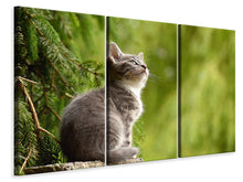 Laden Sie das Bild in den Galerie-Viewer, Leinwandbild 3-teilig Wildkatze