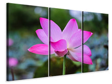 Laden Sie das Bild in den Galerie-Viewer, Leinwandbild 3-teilig Wunderschöne Lotus