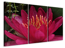 Laden Sie das Bild in den Galerie-Viewer, Leinwandbild 3-teilig Wundervolle Seerose