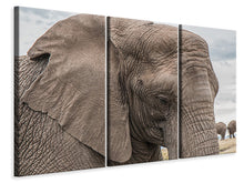 Laden Sie das Bild in den Galerie-Viewer, Leinwandbild 3-teilig XL Elefant