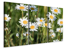 Laden Sie das Bild in den Galerie-Viewer, Leinwandbild 3-teilig XL Gänseblümchen