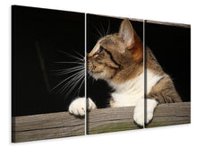 Laden Sie das Bild in den Galerie-Viewer, Leinwandbild 3-teilig XL Katze