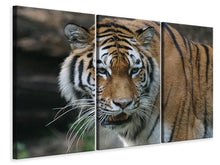 Laden Sie das Bild in den Galerie-Viewer, Leinwandbild 3-teilig XL Tiger
