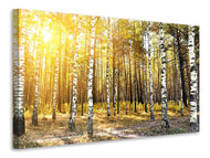Leinwandbild Birkenwald