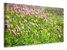 Laden Sie das Bild in den Galerie-Viewer, Leinwandbild Der Wiesenklee