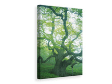 Laden Sie das Bild in den Galerie-Viewer, Leinwandbild Der alte Baum