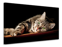 Laden Sie das Bild in den Galerie-Viewer, Leinwandbild Entspannte Katze