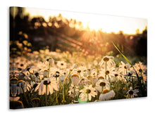 Laden Sie das Bild in den Galerie-Viewer, Leinwandbild Gänseblümchen bei Sonnenuntergang