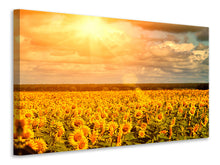 Laden Sie das Bild in den Galerie-Viewer, Leinwandbild Goldenes Licht für Sonnenblumen