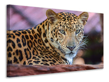 Laden Sie das Bild in den Galerie-Viewer, Leinwandbild Leopard