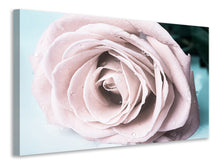 Laden Sie das Bild in den Galerie-Viewer, Leinwandbild Pastellrose