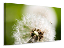 Laden Sie das Bild in den Galerie-Viewer, Leinwandbild Pusteblume Löwenzahn