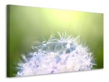 Laden Sie das Bild in den Galerie-Viewer, Leinwandbild Pusteblume XL im Morgentau