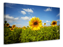 Laden Sie das Bild in den Galerie-Viewer, Leinwandbild Sommer-Sonnenblumen
