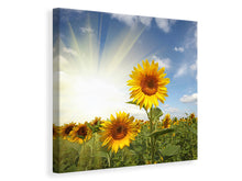 Laden Sie das Bild in den Galerie-Viewer, Leinwandbild Sonnenblumen im Sonnenlicht