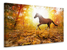 Laden Sie das Bild in den Galerie-Viewer, Leinwandbild Vollblut im Herbstwald