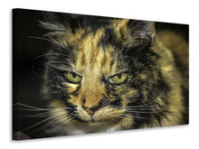 Laden Sie das Bild in den Galerie-Viewer, Leinwandbild Achtung Katze
