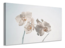 Laden Sie das Bild in den Galerie-Viewer, Leinwandbild Anmutige Orchideen