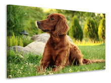 Laden Sie das Bild in den Galerie-Viewer, Leinwandbild Aufmerksamer Irish Setter