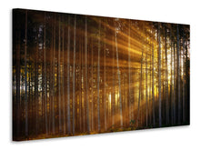 Laden Sie das Bild in den Galerie-Viewer, Leinwandbild Bäume in Sonnenstrahlen
