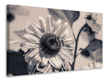 Laden Sie das Bild in den Galerie-Viewer, Leinwandbild Bienen auf der Sonnenblume sw