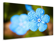 Laden Sie das Bild in den Galerie-Viewer, Leinwandbild Blaue Blume mit Morgentau