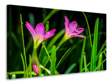 Laden Sie das Bild in den Galerie-Viewer, Leinwandbild Blüten in der Natur