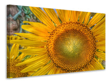 Laden Sie das Bild in den Galerie-Viewer, Leinwandbild Blütenstand einer Sonnenblume