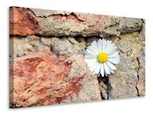 Laden Sie das Bild in den Galerie-Viewer, Leinwandbild Blume in der Wand