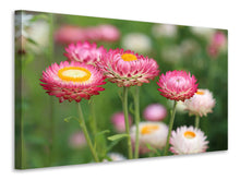 Laden Sie das Bild in den Galerie-Viewer, Leinwandbild Blumen des Frühlings