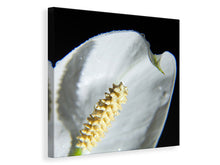 Laden Sie das Bild in den Galerie-Viewer, Leinwandbild Calla Close up in weiss