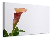 Laden Sie das Bild in den Galerie-Viewer, Leinwandbild Calla in XL