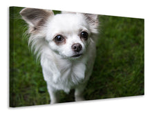 Laden Sie das Bild in den Galerie-Viewer, Leinwandbild Chihuahua Blick