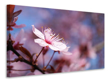 Laden Sie das Bild in den Galerie-Viewer, Leinwandbild Close up Kirschblüte