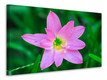 Laden Sie das Bild in den Galerie-Viewer, Leinwandbild Close up rosa Blüte