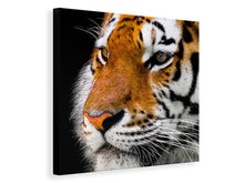 Laden Sie das Bild in den Galerie-Viewer, Leinwandbild Close up Tiger Kopf