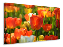 Laden Sie das Bild in den Galerie-Viewer, Leinwandbild Close up Tulpenfeld