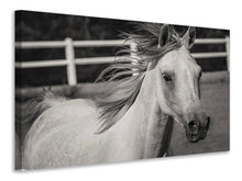 Laden Sie das Bild in den Galerie-Viewer, Leinwandbild Da steht ein Pferd